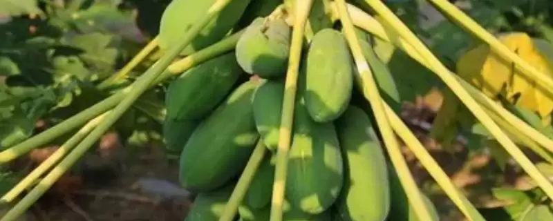 天香木瓜栽培要点的方法和重点?种天香木瓜要做好哪些细节?-会东网