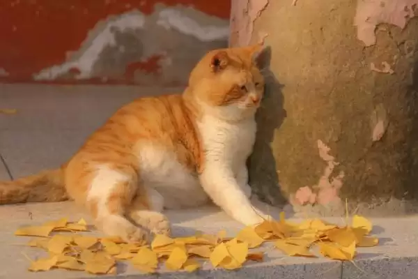 母猫对公猫熟悉需要多长时间呢 ,母猫对公猫通常需 5-7 天来熟悉彼此插图3