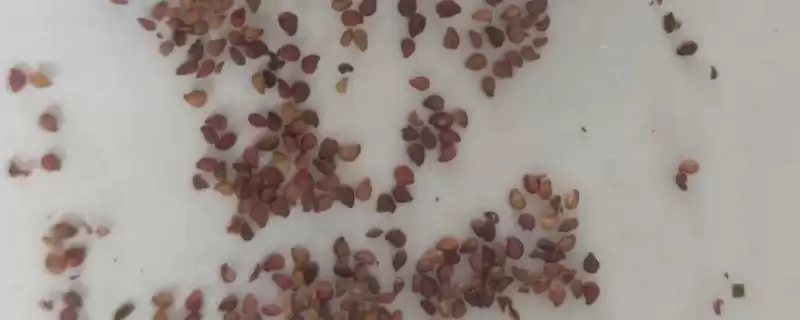 草莓种子几月份播种，一年四季都可播种-会东网