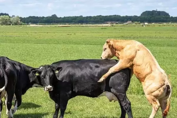 牛的交配方式大盘点:自然交配与分群交配等的奥秘插图2 牛的交配方式大盘点:自然交配与分群交配等的奥秘插图2