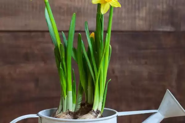 水仙花怎么养？养殖水仙花要掌握哪些关键的养护方法和管理要点？插图7