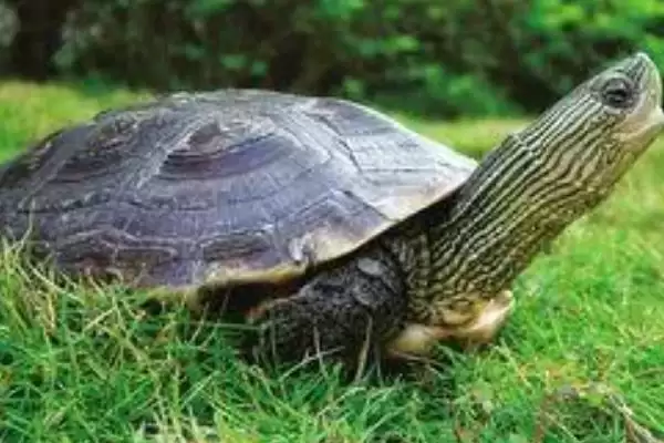 了解中华花龟食物的方法和重点?养猪场生态与其他生物有哪些关联细节?插图1 了解中华花龟食物的方法和重点?养猪场生态与其他生物有哪些关联细节?插图1