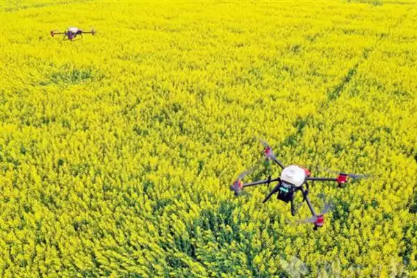 培育油菜壮苗的要素，播种后要时常浇水保湿插图8