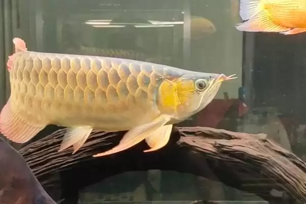 龙鱼会被撑死吗 ,龙鱼作为有胃鱼会撑死吗插图2