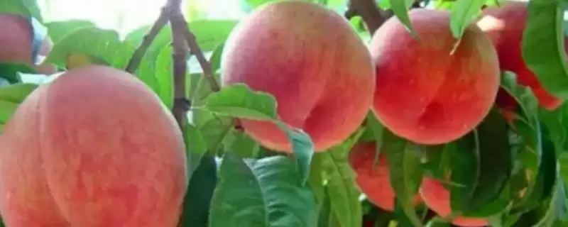 山东临沂市的特色水果，包括蒙阴蜜桃、大店草莓、蒙阴苹果等品种-会东网