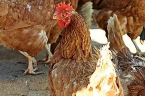 挑选优质鸡品种的方法和重点?养鸡要做好哪些品种甄别?插图2 挑选优质鸡品种的方法和重点?养鸡要做好哪些品种甄别?插图2