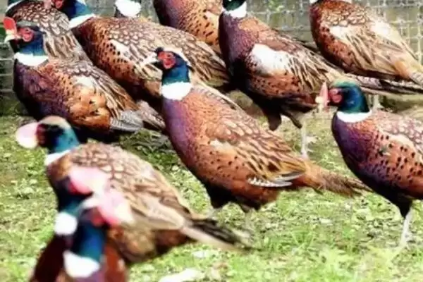 评估养殖七彩山鸡可行性的方法和重点?养鸡要做好哪些项目评估?插图3 评估养殖七彩山鸡可行性的方法和重点?养鸡要做好哪些项目评估?插图3