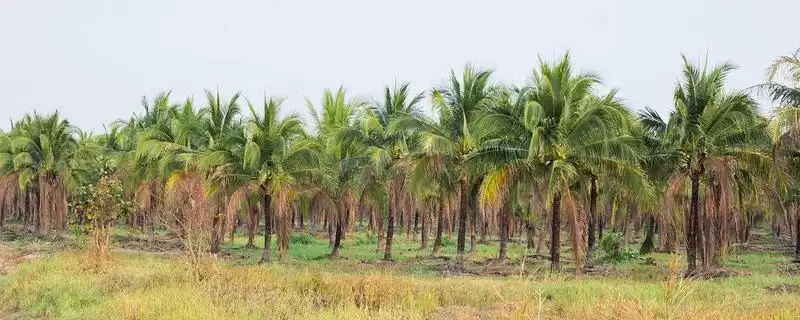 热带种植园农业有什么特点?了解热带种植园农业特点要关注什么?插图 热带种植园农业有什么特点?了解热带种植园农业特点要关注什么?插图