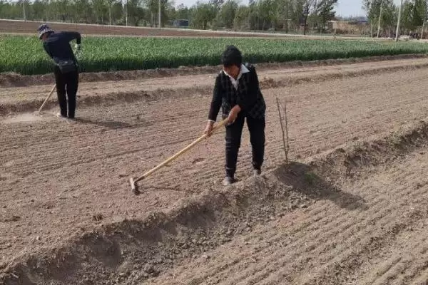 韭菜的播种时间 ,韭菜一年四季都能播种是真的吗？插图1