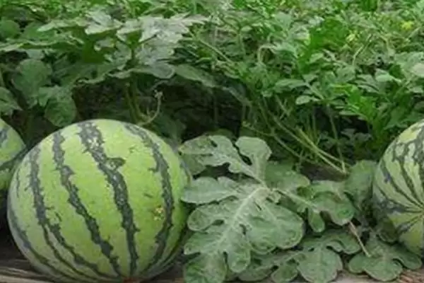 分析西瓜不甜原因的方法和重点？探究西瓜不甜要做好哪些细节？插图2