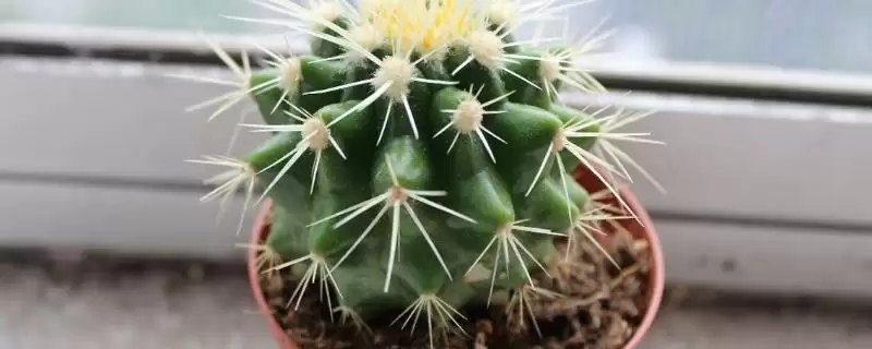 仙人球寓意的内涵和要点？理解仙人球寓意需关注哪些关键信息？-会东网