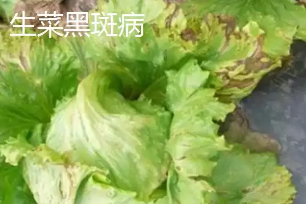 图片[4]-防治意大利生菜黑腐病的方法和重点？防治意大利生菜黑腐病要做好哪些细节？-会东网