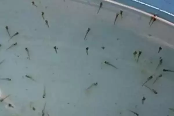 图片[3]-金鱼的产卵次数 ,金鱼一年会产卵几次呢-会东网