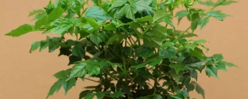 挽救幸福树根部发黑腐烂的方法和重点？挽救幸福树根部发黑腐烂要做好哪些细节？-会东网