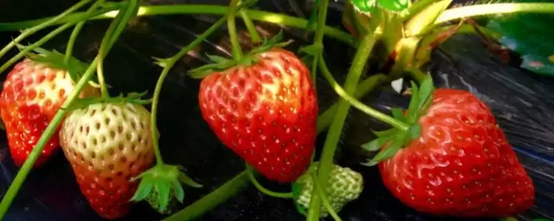 草莓属于喜阳还是喜阴作物，种植在阳光充足的地方能提高果实甜度-会东网