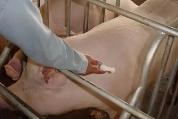 制定养猪防疫表的方法和重点?养猪要做好哪些防疫规划细节?插图3 制定养猪防疫表的方法和重点?养猪要做好哪些防疫规划细节?插图3