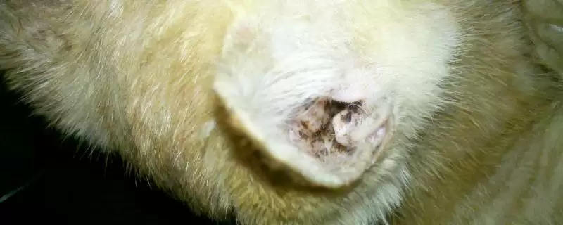 猫耳螨怎么进行治疗 ,治疗猫耳螨用什么洗耳液-会东网