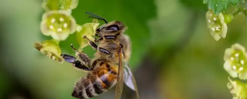 蜜蜂品种和优缺点介绍,包括中华蜜蜂、意大利蜂、东北黑蜂等种类-会东网