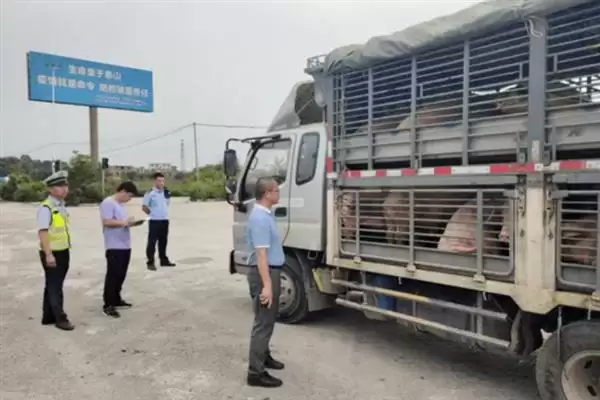 生猪长途运输的方法和重点？养猪要做好哪些运输注意细节？插图3