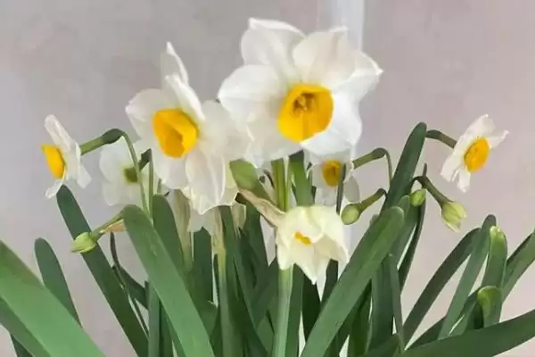 猫咪不能碰的剧毒植物有哪些种类 ,如百合、铃兰插图5