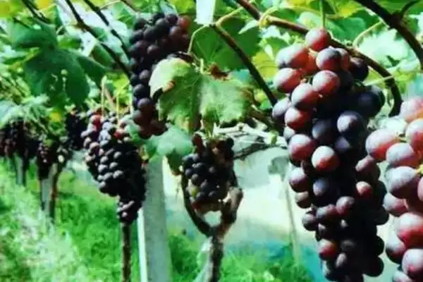 葡萄的藤本奥秘：缠绕藤本植物的独特魅力插图4