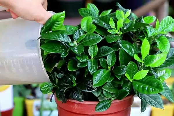 图片[5]-掌握栀子花移盆方式的方法和重点？掌握栀子花移盆方式要做好哪些细节？-会东网