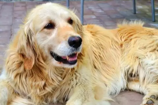 图片[3]-金毛犬开始爆毛的时间 ,金毛一般几个月开始爆毛呢-会东网