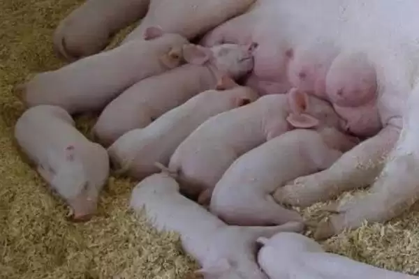 了解猪贩子挑猪方法的方法和重点?养猪要做好哪些销售前准备细节?插图3 了解猪贩子挑猪方法的方法和重点?养猪要做好哪些销售前准备细节?插图3