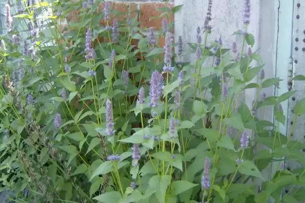 图片[3]-藿香什么时候开花，每年6-9月开花-会东网