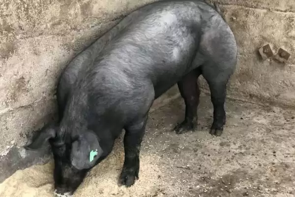 提高苏太母猪产仔量的方法和重点？养猪要做好哪些繁育细节？插图4