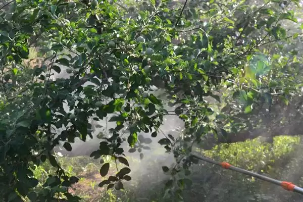 怎么防治苹果锈病，苹果产区内的桧柏要砍除插图2