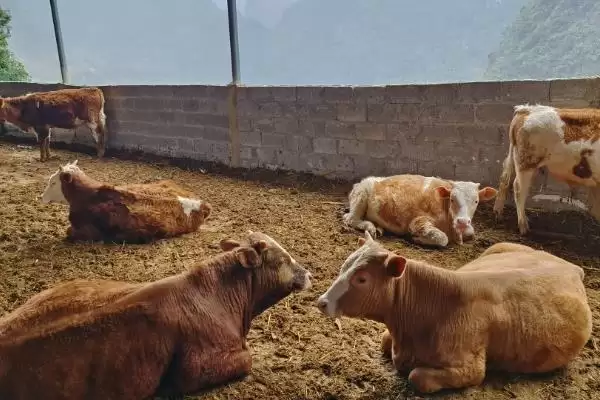 牛圈冬天保暖攻略：通风口覆盖塑料布的实用技巧插图6