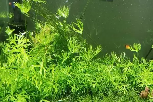 图片[2]-鹿角矮珍珠水草难养吗 ,鹿角矮珍珠水草的栽培难度如何-会东网