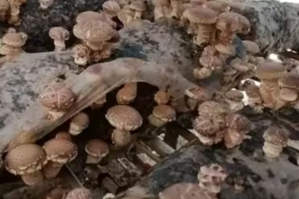 图片[2]-种植香菇注水后闷棚的时间和要点？种植香菇闷棚需注意什么？-会东网