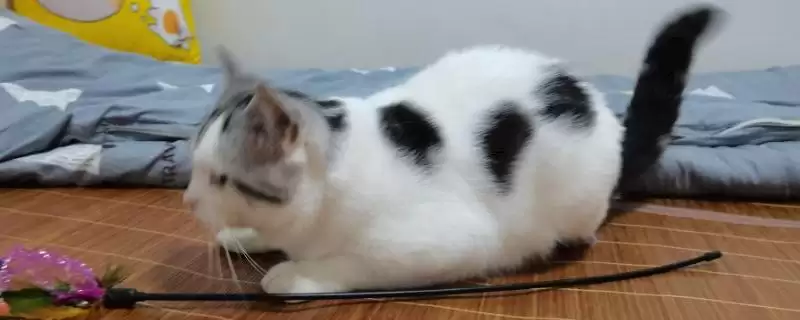 猫反复发烧怎么处理好 ,猫反复发烧先做什么处理-会东网