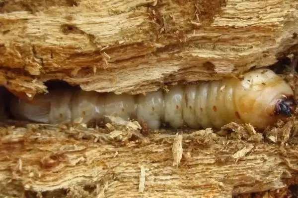 防治天牛幼虫的方法和重点？防天牛幼虫要做好哪些细节？插图1