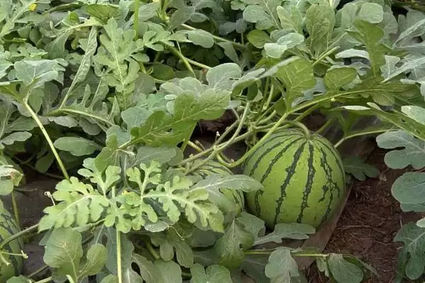 分析西瓜不甜原因的方法和重点？探究西瓜不甜要做好哪些细节？插图1