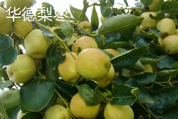 图片[4]-山西晋中市的特产，是国家级文化生态保护实验区-会东网