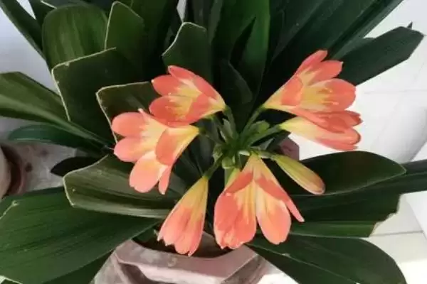 君子兰夏季烂根的处理 ,君子兰夏季烂根怎么重新栽种呢?插图3 君子兰夏季烂根的处理 ,君子兰夏季烂根怎么重新栽种呢?插图3