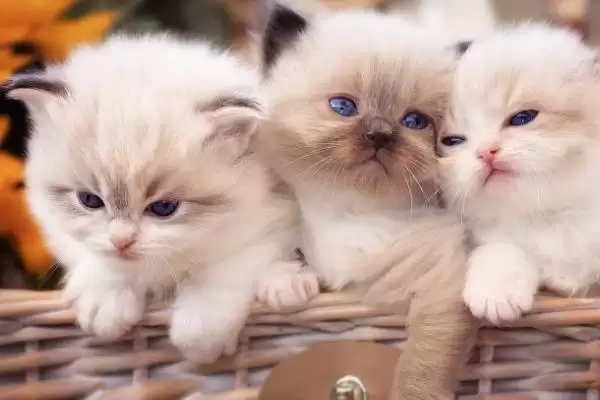 猫咪是如何辨别主人的 ,猫咪通过气味、声音、视觉辨别主人插图2 猫咪是如何辨别主人的 ,猫咪通过气味、声音、视觉辨别主人插图2