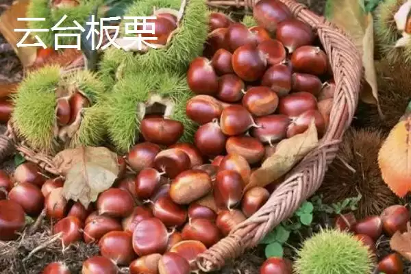 江苏连云港的特产 ,江苏连云港的特产有哪些插图7 江苏连云港的特产 ,江苏连云港的特产有哪些插图7