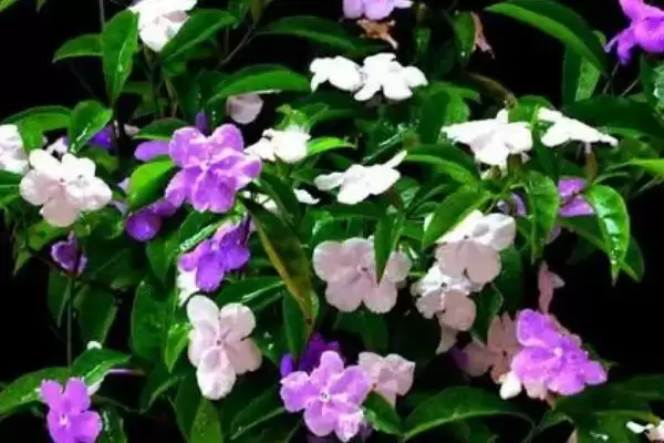 图片[4]-双色茉莉如何施肥？给双色茉莉施肥要掌握哪些关键的施肥时间和方法？-会东网