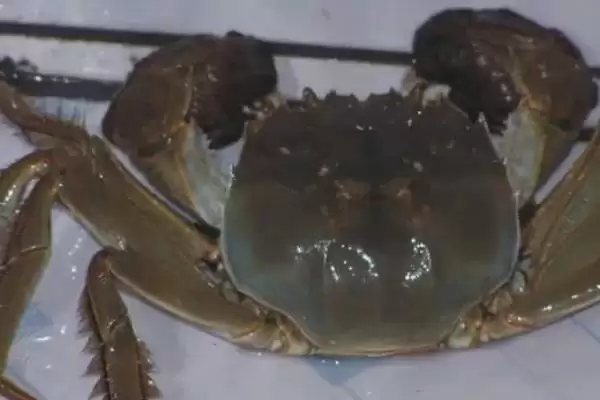 螃蟹六月黄的含义解读:第三次脱壳雄蟹的独特魅力插图2 螃蟹六月黄的含义解读:第三次脱壳雄蟹的独特魅力插图2