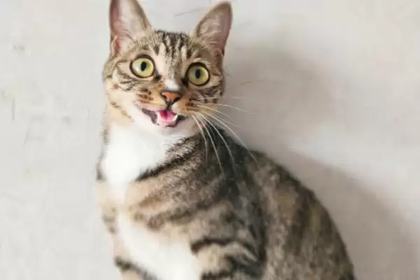 猫咪黑下巴怎么进行治疗 ,猫咪黑下巴可用盐水毛巾擦黑点插图1 猫咪黑下巴怎么进行治疗 ,猫咪黑下巴可用盐水毛巾擦黑点插图1