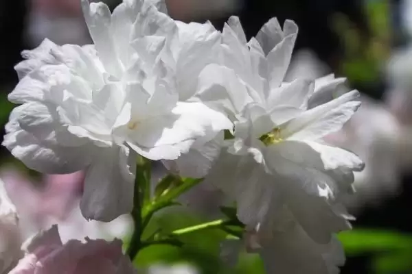 图片[10]-认识好看花卉的方法和重点？认识好看花卉要做好哪些细节？-会东网
