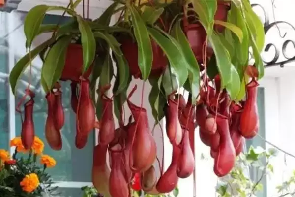 养殖猪笼草的方法和重点?养猪与特色植物养殖有哪些关联细节?插图3 养殖猪笼草的方法和重点?养猪与特色植物养殖有哪些关联细节?插图3