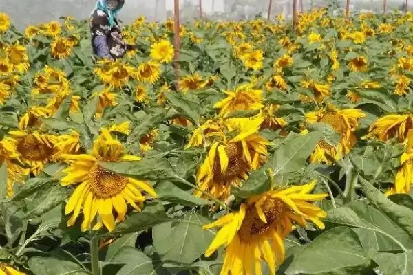 图片[3]-如何避免向日葵出现空籽？种植向日葵要防范哪些出现空籽的情况？-会东网