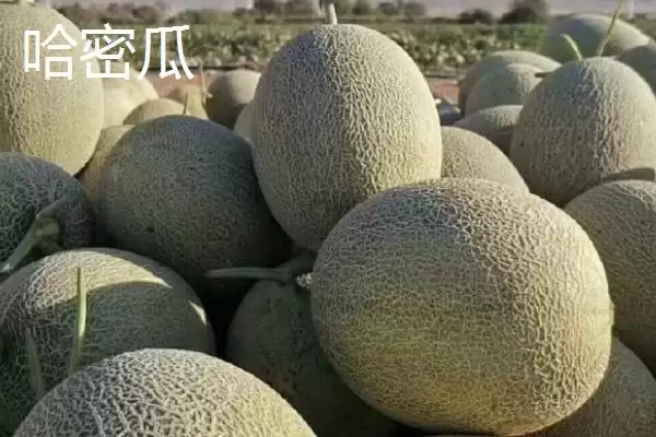 了解甜瓜品种的方法和重点？认识甜瓜品种要做好哪些细节？插图1