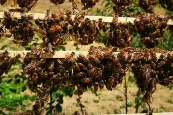 图片[4]-合并蜂群围王怎么办，要及时解救蜂王-会东网