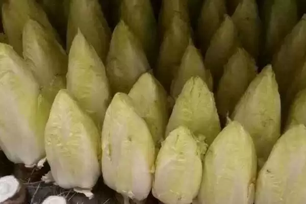 图片[3]-种植玉兰菜的方法和重点？种植玉兰菜要做好哪些细节？-会东网
